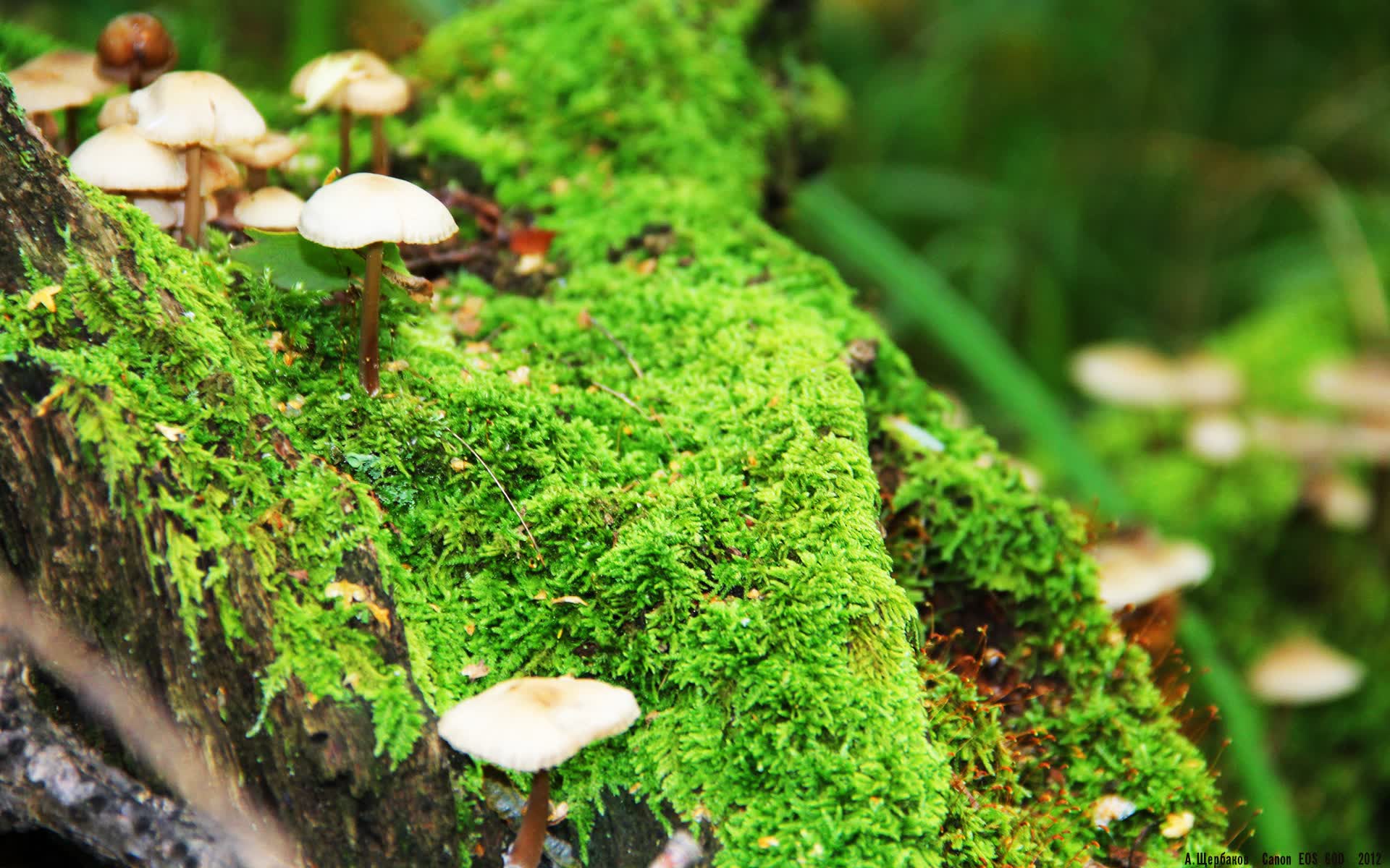 世界保龄球社区导师赛开赛:基层人才涌现黑马,保龄球选手世界排名